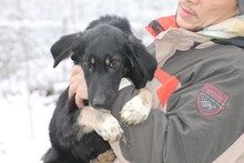 HAIWEE, Hund, Mischlingshund in Rumänien - Bild 2