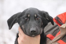 HAIWEE, Hund, Mischlingshund in Rumänien - Bild 3
