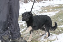 HAIWEE, Hund, Mischlingshund in Rumänien - Bild 4