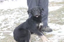 HAIWEE, Hund, Mischlingshund in Rumänien - Bild 5