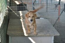 LINO, Hund, Mischlingshund in Italien - Bild 2