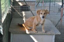 LINO, Hund, Mischlingshund in Italien - Bild 3