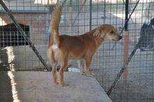 LINO, Hund, Mischlingshund in Italien - Bild 5