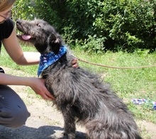 LUCA, Hund, Mischlingshund in Ungarn - Bild 4