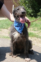 LUCA, Hund, Mischlingshund in Ungarn - Bild 5