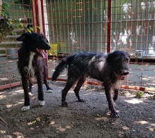 LUCA, Hund, Mischlingshund in Ungarn - Bild 6