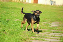 EBO, Hund, Boxer-Mix in Sundhagen - Bild 3