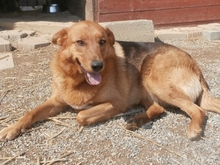 LIRA, Hund, Deutscher Schäferhund in Kroatien - Bild 1