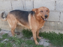 LIRA, Hund, Deutscher Schäferhund in Kroatien - Bild 2