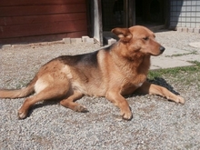 LIRA, Hund, Deutscher Schäferhund in Kroatien - Bild 5