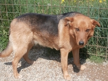 LIRA, Hund, Deutscher Schäferhund in Kroatien - Bild 6