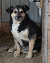 LOTTY, Hund, Mischlingshund in Rumänien - Bild 1