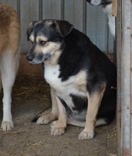LOTTY, Hund, Mischlingshund in Rumänien - Bild 2