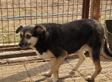 LOTTY, Hund, Mischlingshund in Rumänien - Bild 3