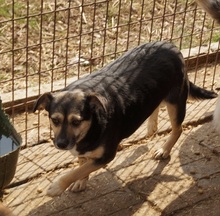 LOTTY, Hund, Mischlingshund in Rumänien - Bild 4