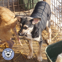 LOTTY, Hund, Mischlingshund in Rumänien - Bild 5