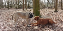 KIMSKY, Hund, Herdenschutzhund in Hamburg - Bild 23