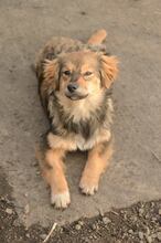KIM, Hund, Mischlingshund in Rumänien - Bild 1