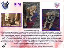 KIM, Hund, Mischlingshund in Rumänien - Bild 2