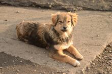 KIM, Hund, Mischlingshund in Rumänien - Bild 3