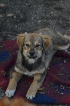 KIM, Hund, Mischlingshund in Rumänien - Bild 5