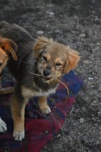 KIM, Hund, Mischlingshund in Rumänien - Bild 6