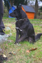PATKA, Hund, Mischlingshund in Hohenfelde - Bild 10