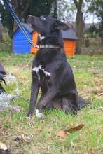 PATKA, Hund, Mischlingshund in Hohenfelde - Bild 13