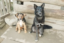 PATKA, Hund, Mischlingshund in Hohenfelde - Bild 15