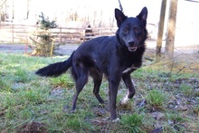 PATKA, Hund, Mischlingshund in Hohenfelde - Bild 5