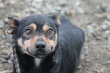 QUESLI, Hund, Mischlingshund in Lohra-Reimershausen - Bild 1