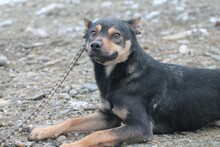 QUESLI, Hund, Mischlingshund in Lohra-Reimershausen - Bild 2