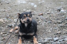 QUESLI, Hund, Mischlingshund in Lohra-Reimershausen - Bild 3