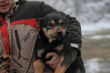 QUESLI, Hund, Mischlingshund in Lohra-Reimershausen - Bild 4