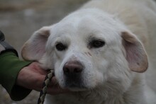 NASHKOBA, Hund, Mischlingshund in Rumänien - Bild 1