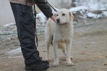 NASHKOBA, Hund, Mischlingshund in Rumänien - Bild 2