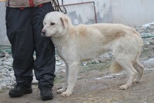 NASHKOBA, Hund, Mischlingshund in Rumänien - Bild 3