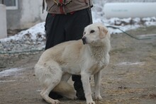 NASHKOBA, Hund, Mischlingshund in Rumänien - Bild 4
