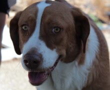 BITSIE, Hund, Mischlingshund in Griechenland - Bild 10