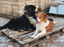 BITSIE, Hund, Mischlingshund in Griechenland - Bild 11