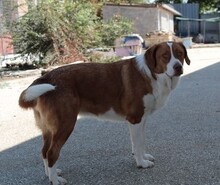 BITSIE, Hund, Mischlingshund in Griechenland - Bild 13