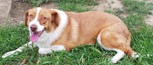BITSIE, Hund, Mischlingshund in Griechenland - Bild 15