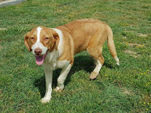 BITSIE, Hund, Mischlingshund in Griechenland - Bild 20