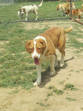 BITSIE, Hund, Mischlingshund in Griechenland - Bild 21