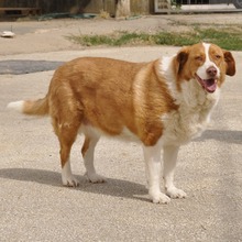 BITSIE, Hund, Mischlingshund in Griechenland - Bild 3