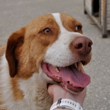 BITSIE, Hund, Mischlingshund in Griechenland - Bild 4