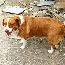 BITSIE, Hund, Mischlingshund in Griechenland - Bild 6