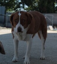 BITSIE, Hund, Mischlingshund in Griechenland - Bild 9