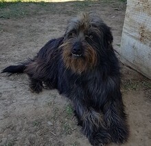 CHERRY, Hund, Griffon-Mix in Griechenland - Bild 11