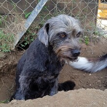 CHERRY, Hund, Griffon-Mix in Griechenland - Bild 2